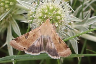 Noctuelle peltigère 
