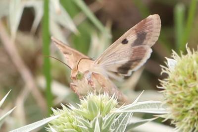 Noctuelle peltigère 