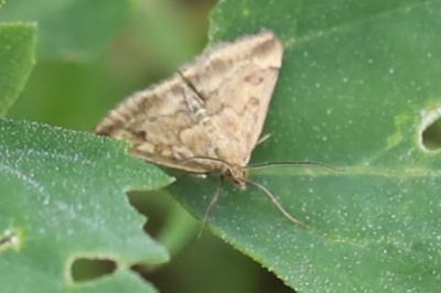 <i>Pyrausta despicata</i>