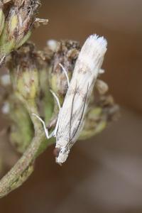 <i>Homoeosoma sinuella</i>