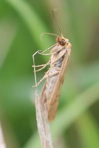<i>Homoeosoma sinuella</i>