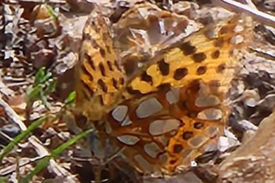 Petit Nacré 