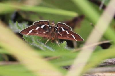 <i>Pyrausta nigrata</i>