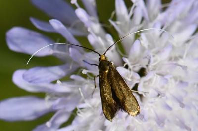 <i>Nemophora metallica</i>