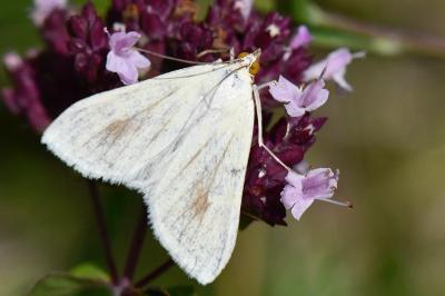 <i>Sitochroa palealis</i>