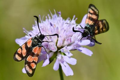 Zygène du Sainfoin 