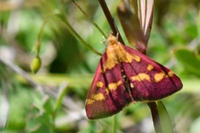 <i>Pyrausta purpuralis</i>