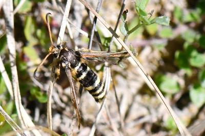Sésie ichneumon 