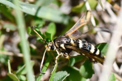 Sésie ichneumon 