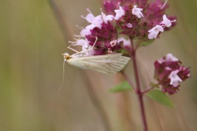 <i>Sitochroa palealis</i>