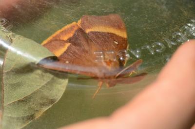 Bombyx du Chêne 