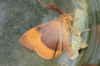 Bombyx du Chêne 