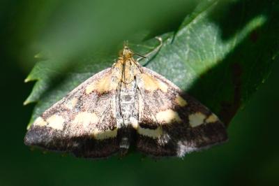 <i>Pyrausta purpuralis</i>