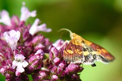 <i>Pyrausta aurata</i>