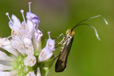 <i>Nemophora metallica</i>