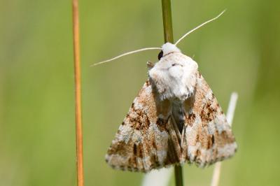 Noctuelle jaunâtre 