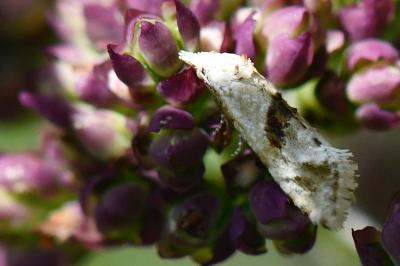 <i>Cochylimorpha straminea</i>