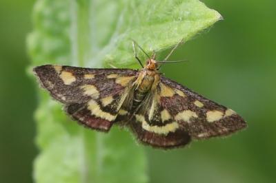<i>Pyrausta purpuralis</i>