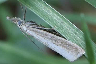 <i>Agriphila straminella</i>