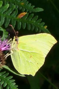 Citron 
