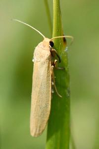 Lithosie naine (La)