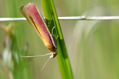 <i>Oncocera semirubella</i>