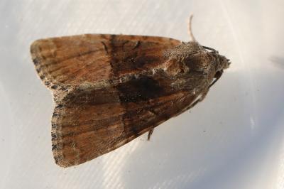 Noctuelle furoncule 