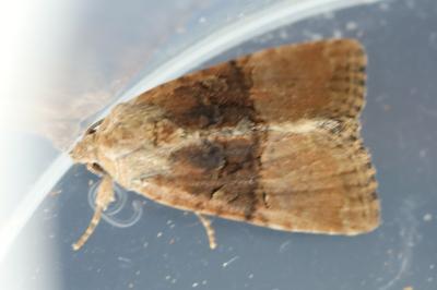 Noctuelle furoncule 