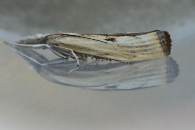 Agriphila inquinatella
