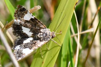 Noctuelle en deuil 