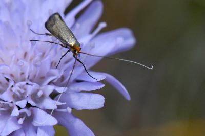 <i>Nemophora metallica</i>