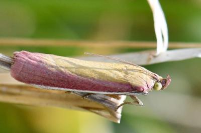 Oncocera semirubella