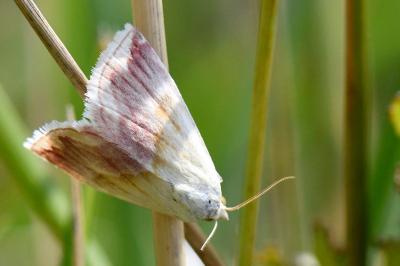 Noctuelle purpurine 