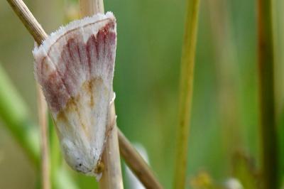 Noctuelle purpurine 