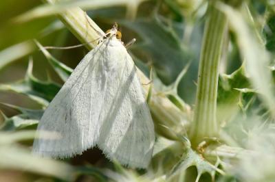 <i>Sitochroa palealis</i>