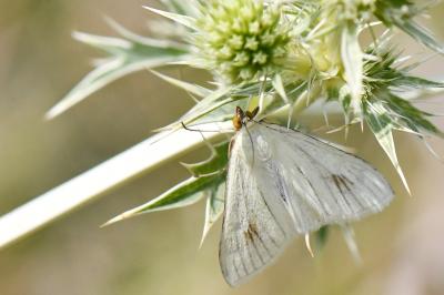 <i>Sitochroa palealis</i>