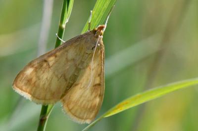 <i>Sitochroa verticalis</i>