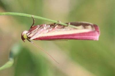 <i>Oncocera semirubella</i>
