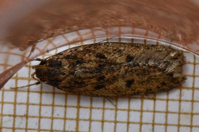 <i>Hofmannophila pseudospretella</i>