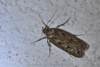 <i>Hofmannophila pseudospretella</i>