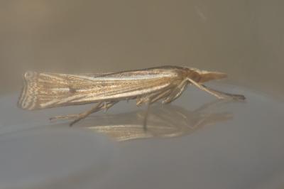 <i>Ancylolomia tentaculella</i>