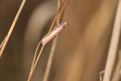 <i>Oncocera semirubella</i>