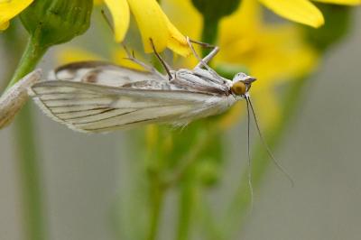 <i>Sitochroa palealis</i>