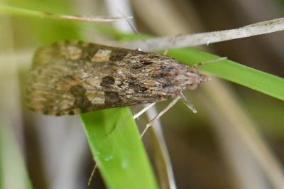 <i>Nomophila noctuella</i>