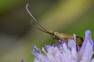 <i>Nemophora metallica</i>