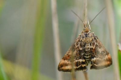 <i>Pyrausta despicata</i>