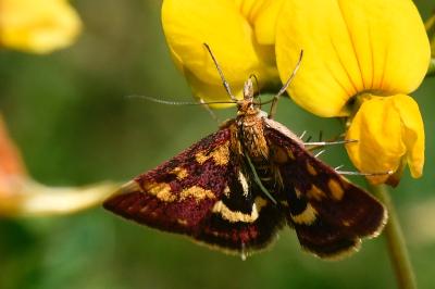 <i>Pyrausta purpuralis</i>