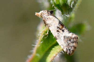 <i>Cochylis hybridella</i>