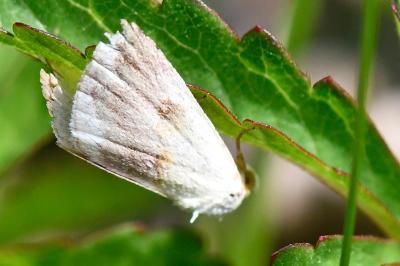 Noctuelle purpurine 