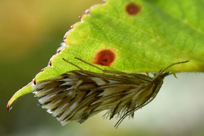 <i>Cynaeda dentalis</i>